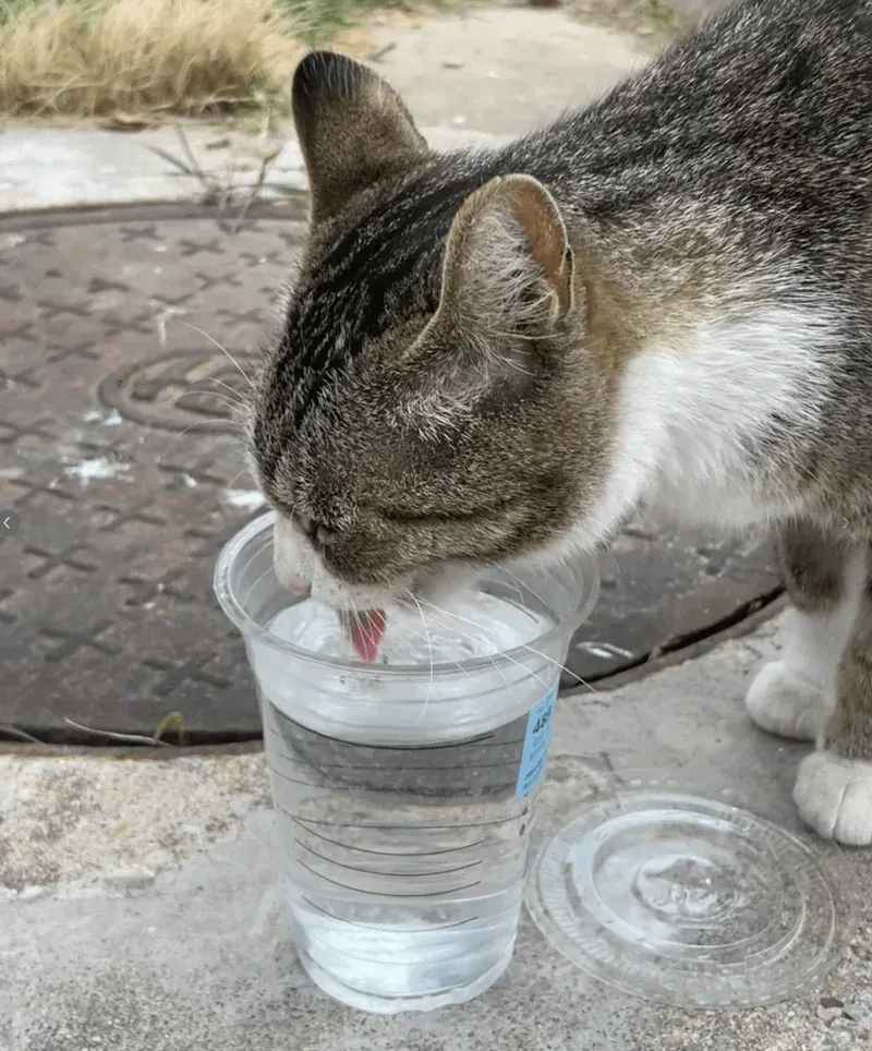 Essential Nutrients for a Healthy Dog: The Foundation of Canine Vitality