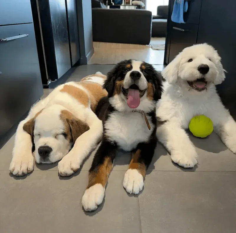 Walking with Big Dog