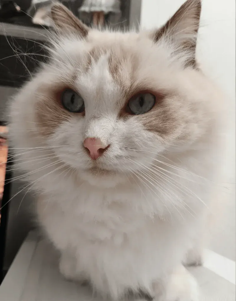 Symptoms and Effects of Toxocara Canis