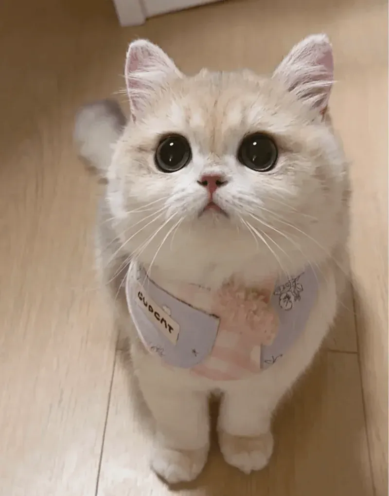 Understanding Your Pet's Emotional Patterns: A Comprehensive Guide