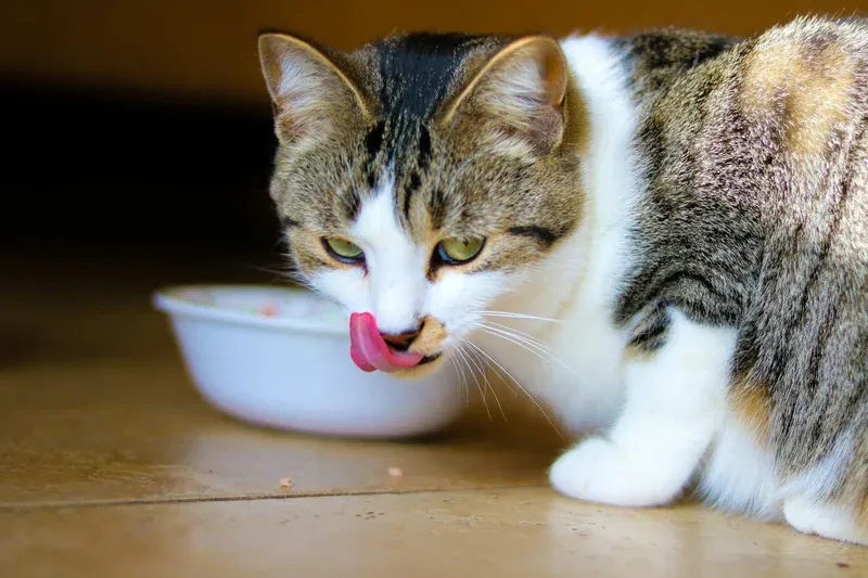 Optimizing Feline Nutrition for Chronic Kidney Disease Management