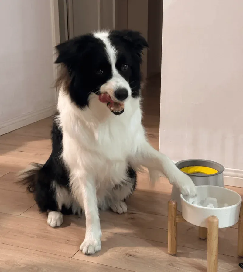 Enhancing Mealtime Delight for Finicky Pets