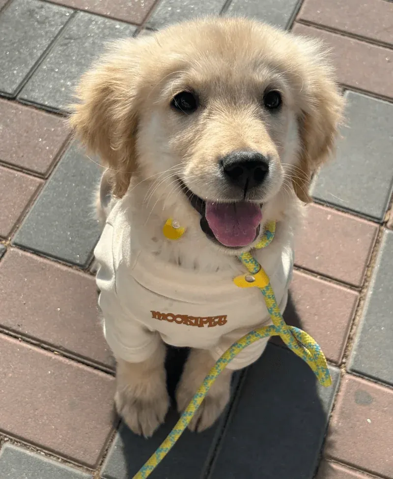 Guarding Your Pets: Navigating Common Kitchen Dangers