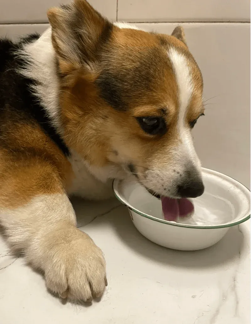 Pet enjoying meal