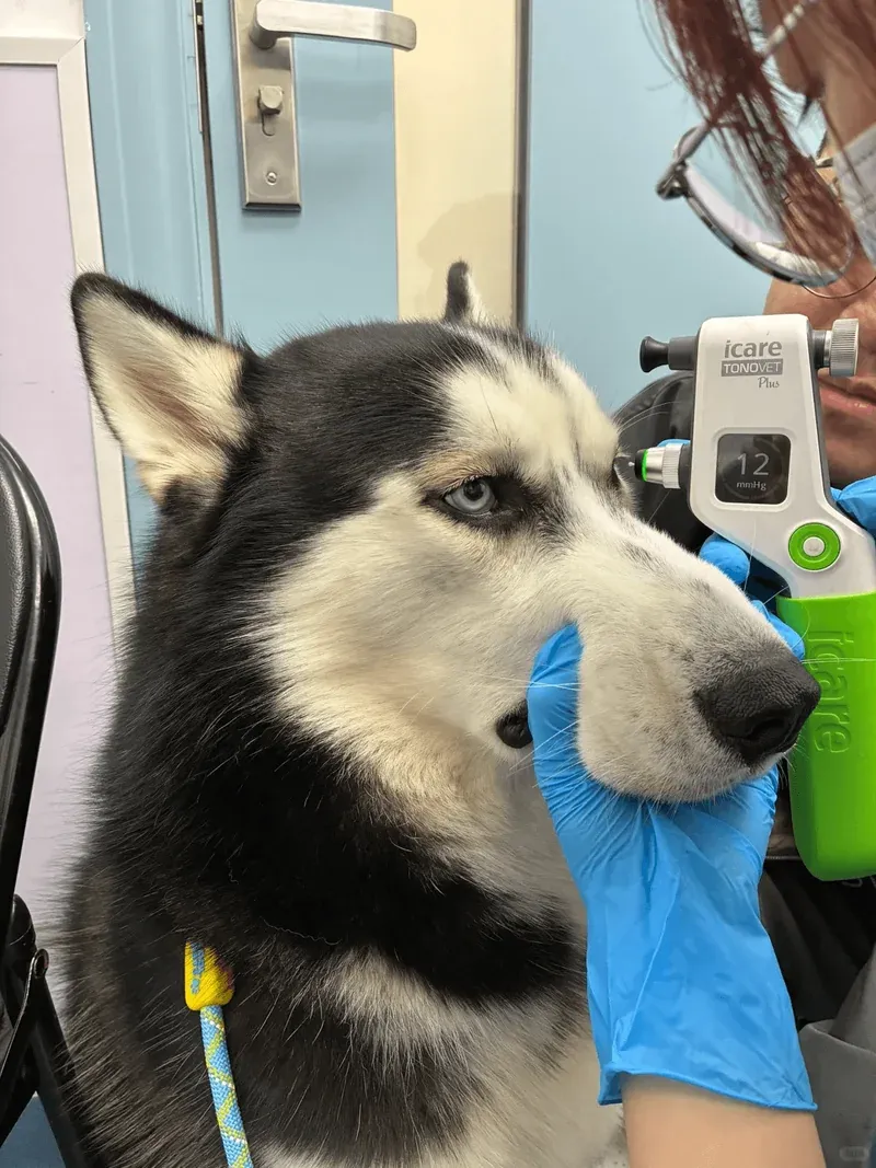 Dog eye examination