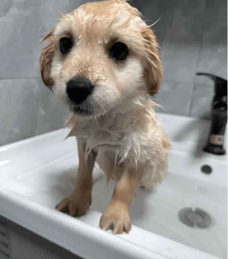 Keeping Your Dog Fresh in Winter: Vet-Recommended Bathing Tips