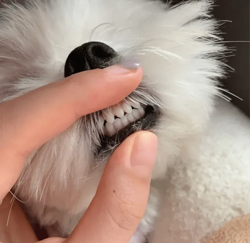 Comprehensive Canine Dental Care: Ensuring Your Dog's Oral Health