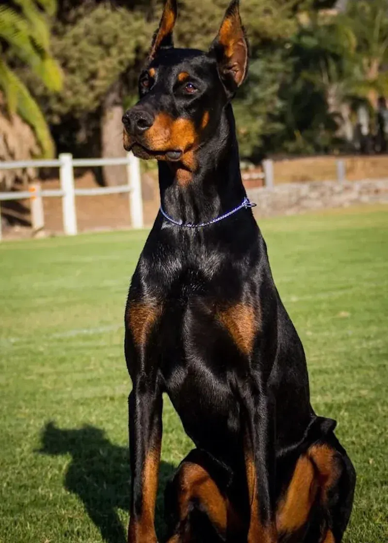 Doberman in profile