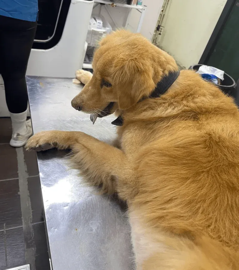 Guarding Your Dog Against Heartworm: A Comprehensive Guide