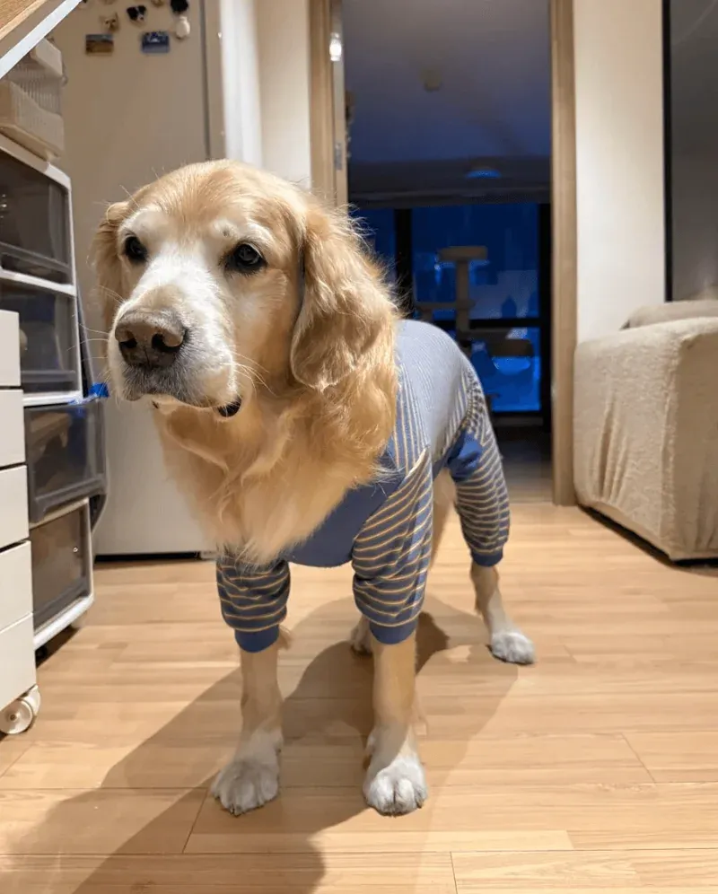 Nurturing Your Senior Dog: Optimizing Nutrition for Longevity