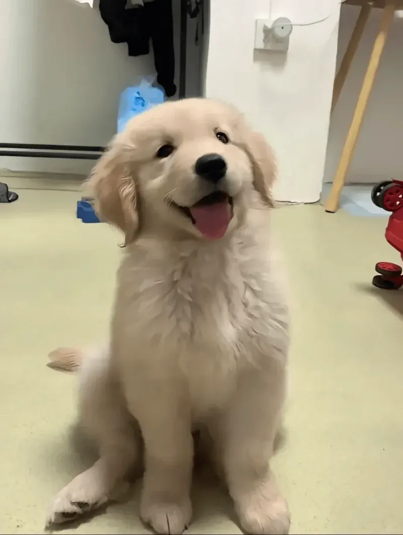 Rapid Potty Training for Golden Retriever Puppies: Achieve Success in Three Days