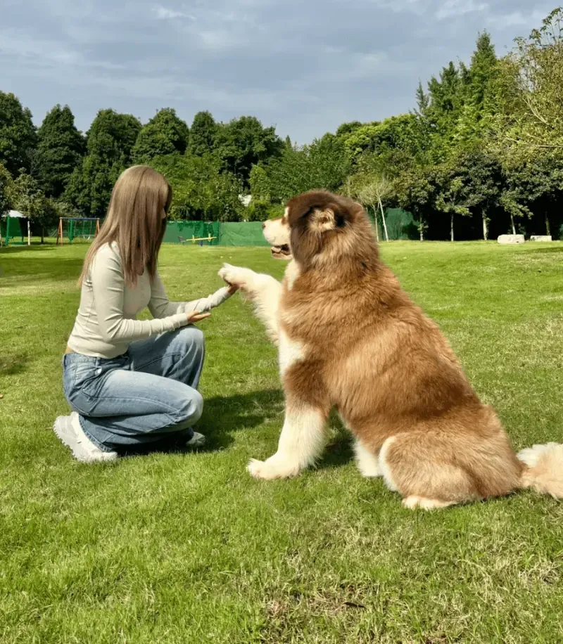 Responsible Dog Ownership