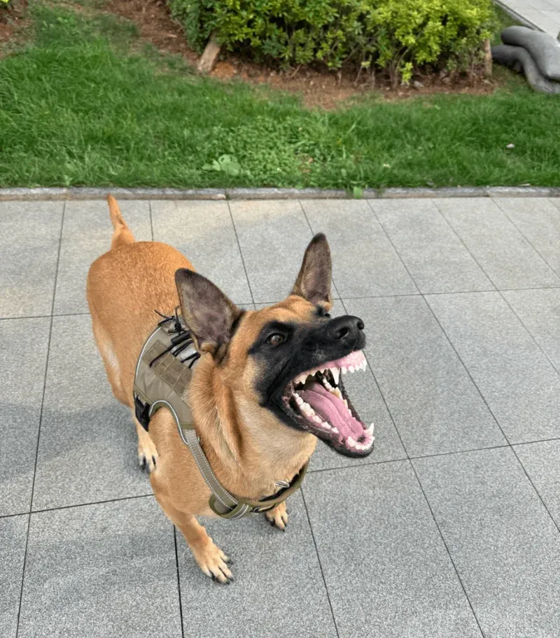 Stay Safe: Understanding Rabies and Preventive Measures