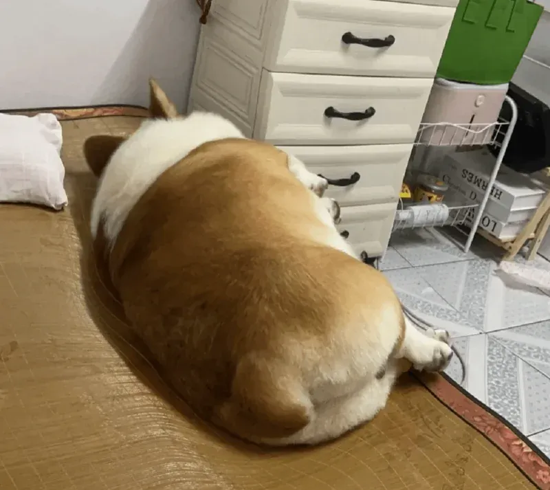 Keeping Fido Fit: A Guide to Your Dog's Health and Happiness