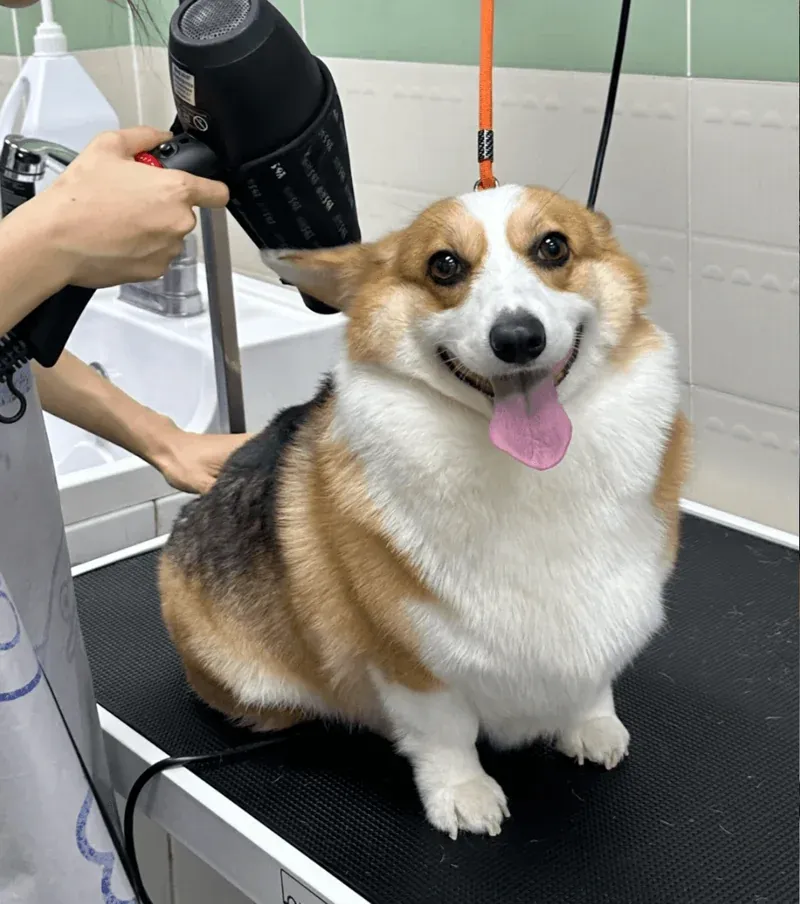 Dog being dried with a towel