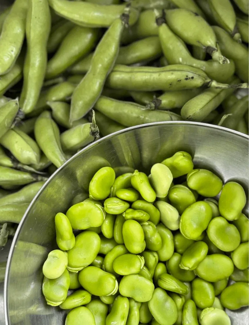 Sustainable Diets for Pets