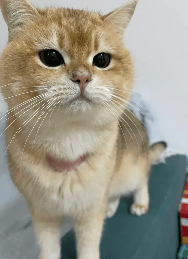 Guardians of Gut Health: Ensuring Your Dog's Digestive Well-being