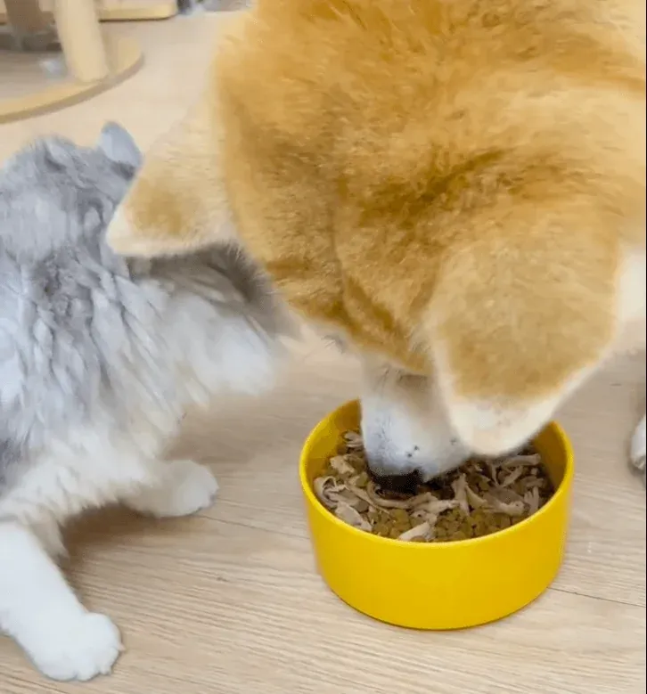 Why Cats and Dogs Need Their Own Diets