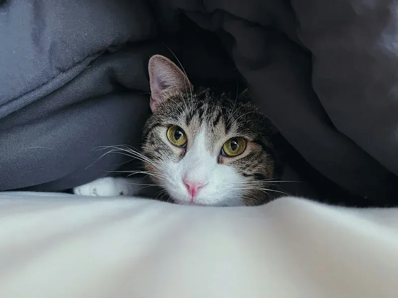 Cat under covers
