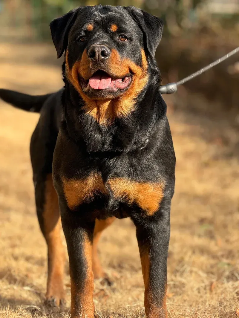 The Majestic Protector: Rottweiler