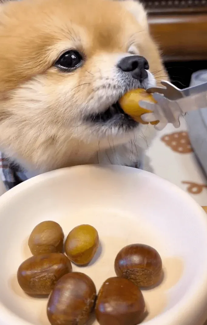 Chestnuts prepared for dogs