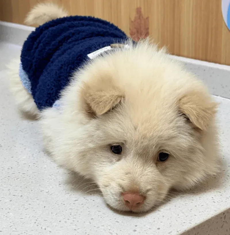 Vet checking dog for heartworm