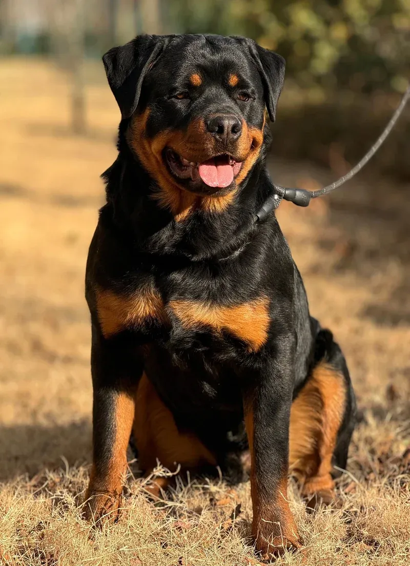 Rottweiler Companion