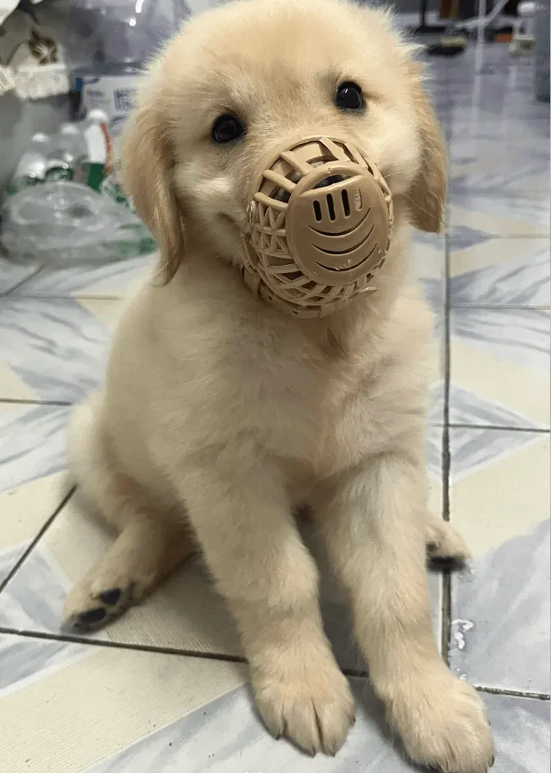 Preventive Measures for Rabies