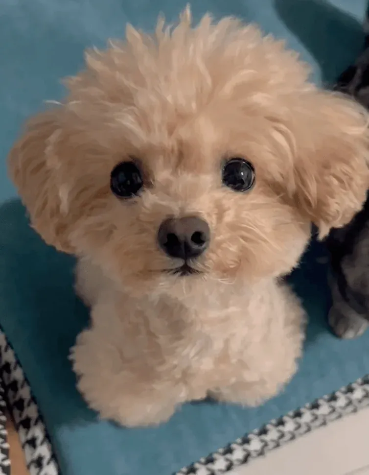 A kitten looking curiously