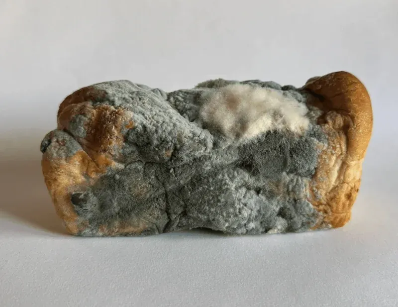 Mold and dough dangers