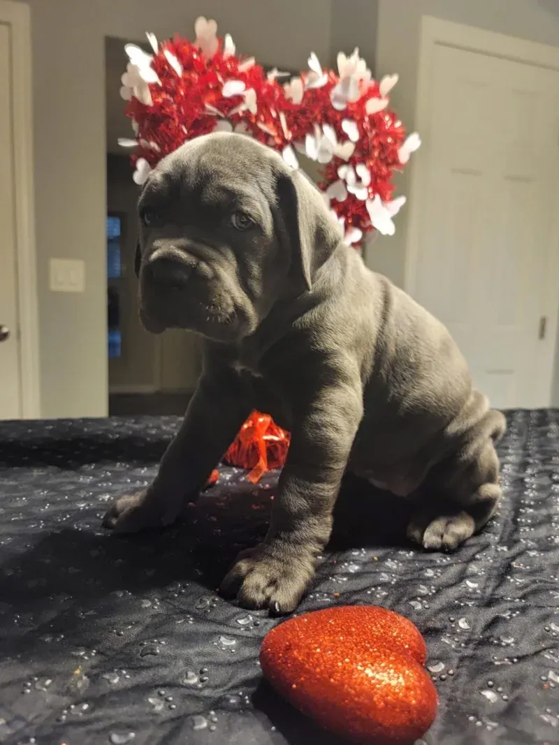 Cane Corso in Action