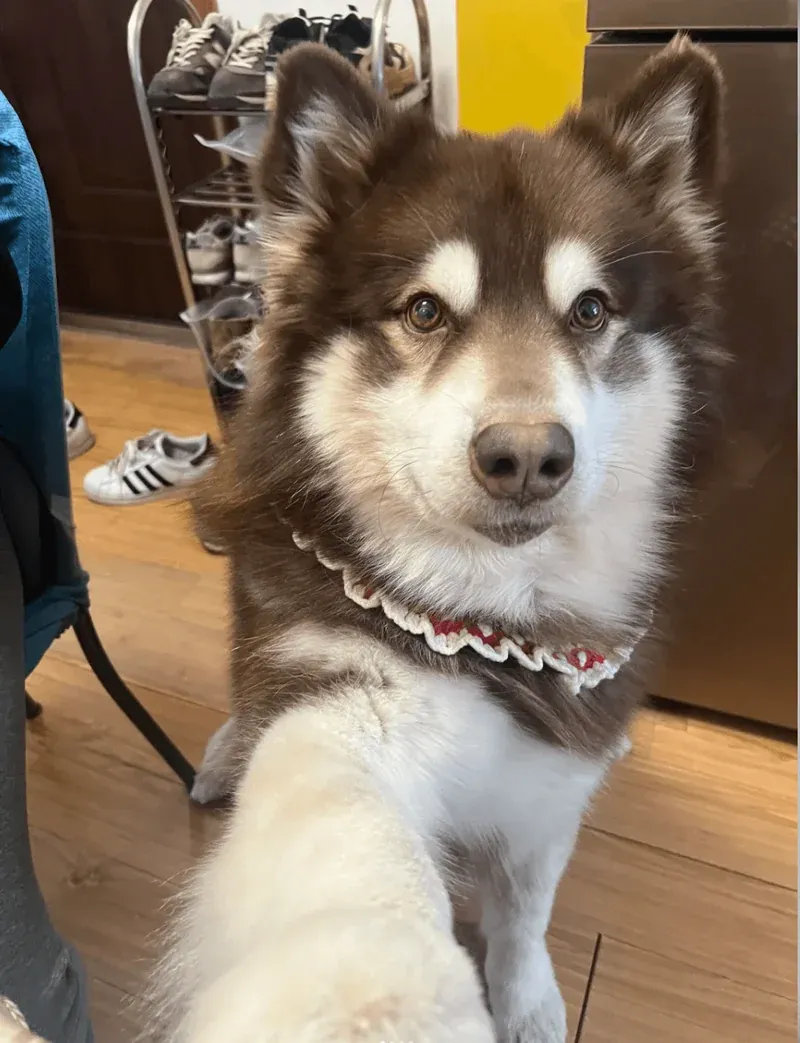 Embracing the Giant: Essential Tips for Living Harmoniously with Large Dogs