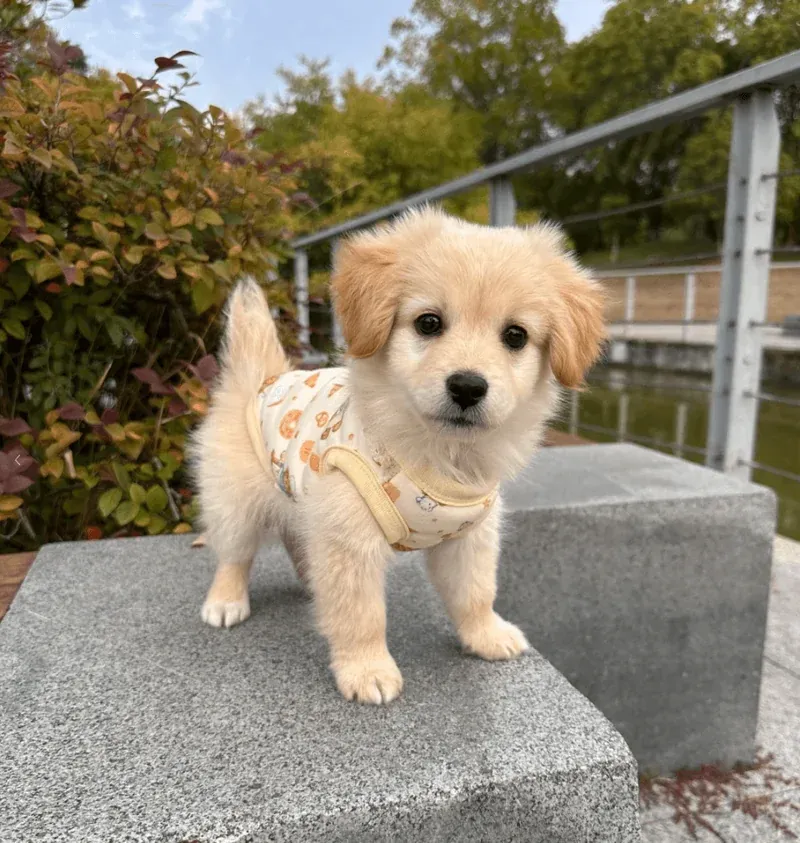 Enhancing Pet Wellness Through Neutering: A Comprehensive Guide