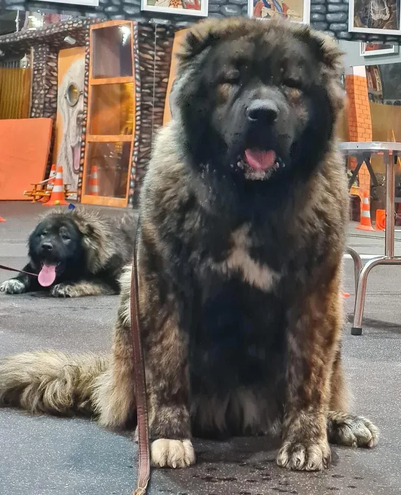 The Mighty Guardian of the Caucasus: The Caucasian Shepherd Dog