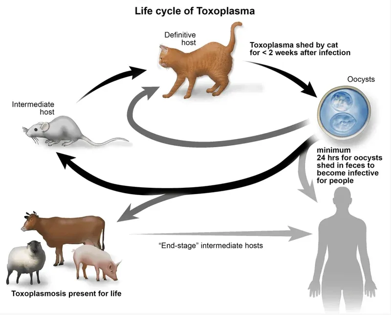 Understanding and Preventing Toxocara Canis: Keeping Your Dog Healthy
