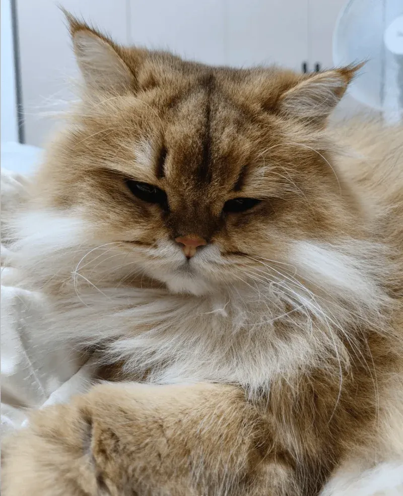 Detection Methods for Toxocara Canis