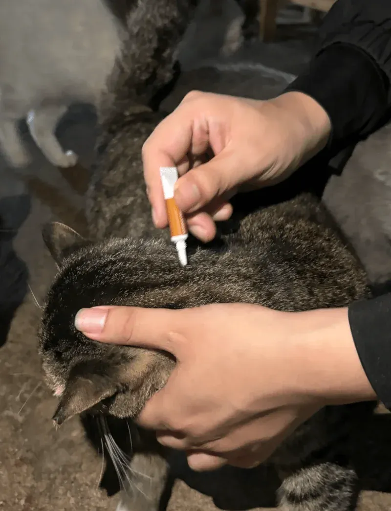A veterinarian administering flea prevention treatment