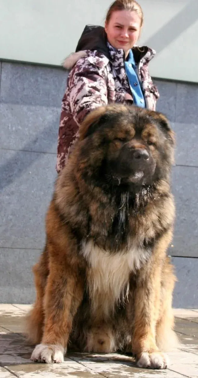 Caucasian Shepherd in Action