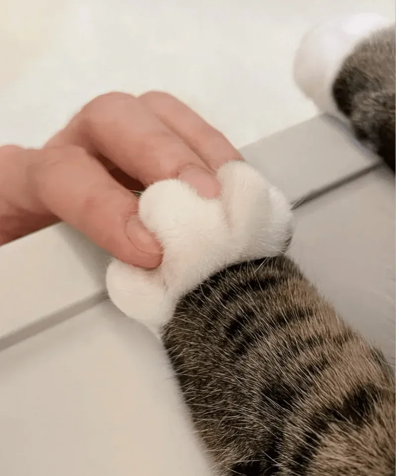 A content pet resting